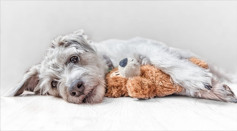 :-), cute, terrier, caine, toy, paw, teddy bear, dog, animal, HD wallpaper
