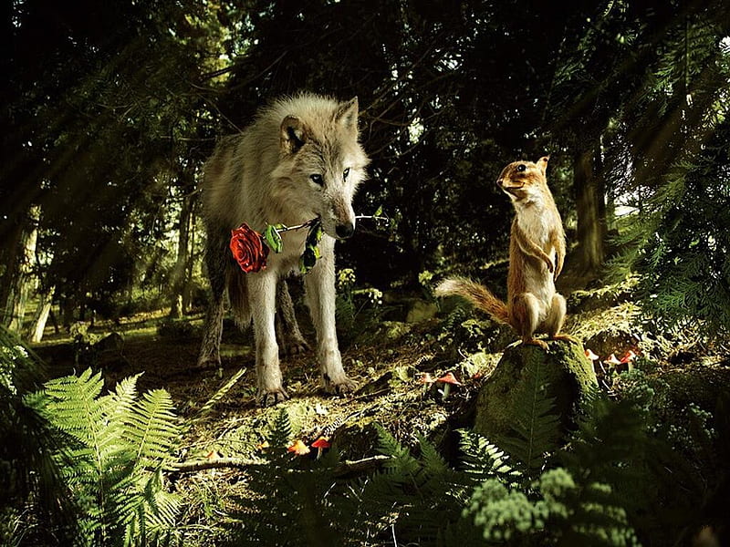 Wolf and squirrel, red, squirrel, rose, love, flower, wolf, animals, HD wallpaper