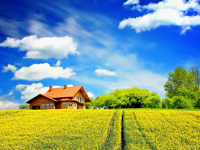Sunny Days, pretty, colorful, house, grass, sunny, yellow, bonito, clouds, splendor, green, yellow flowers, path, flowers, beauty, blue, lovely, view, houses, colors, sky, trees, tree, peaceful, summer, nature, field, landscape, HD wallpaper