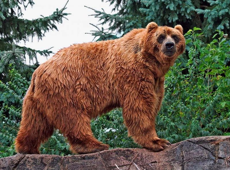 forest bear, bear, big, wild, brow, HD wallpaper