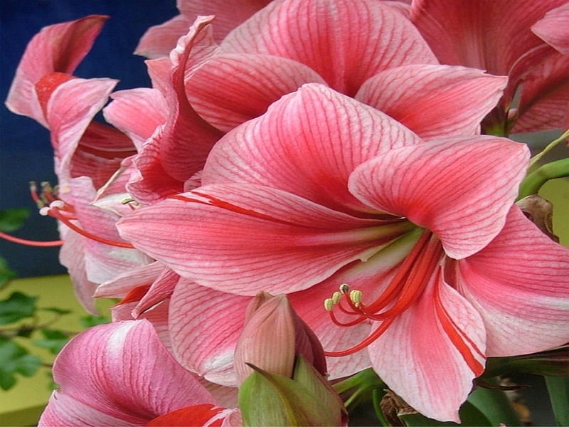 Amaryllis, Flowers, Pink, Petals, Nature, HD wallpaper