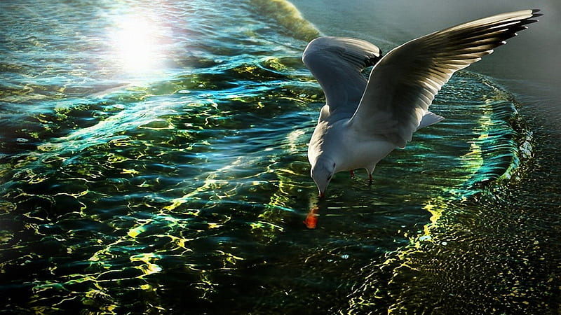 gulls life, water, lovely, sea, gulls, HD wallpaper