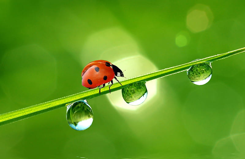 Ladybird, ladybug, dew, spring, rain, HD wallpaper