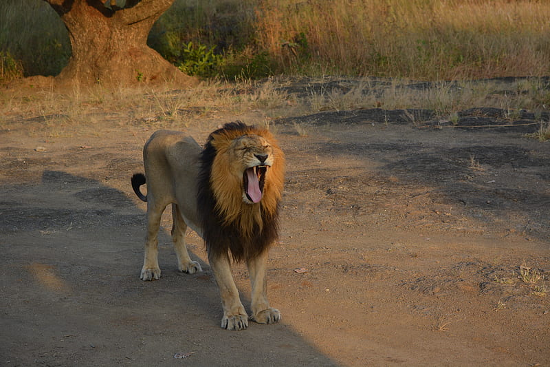 lion, animal, predator, yawn, protruding tongue, savannah, HD wallpaper