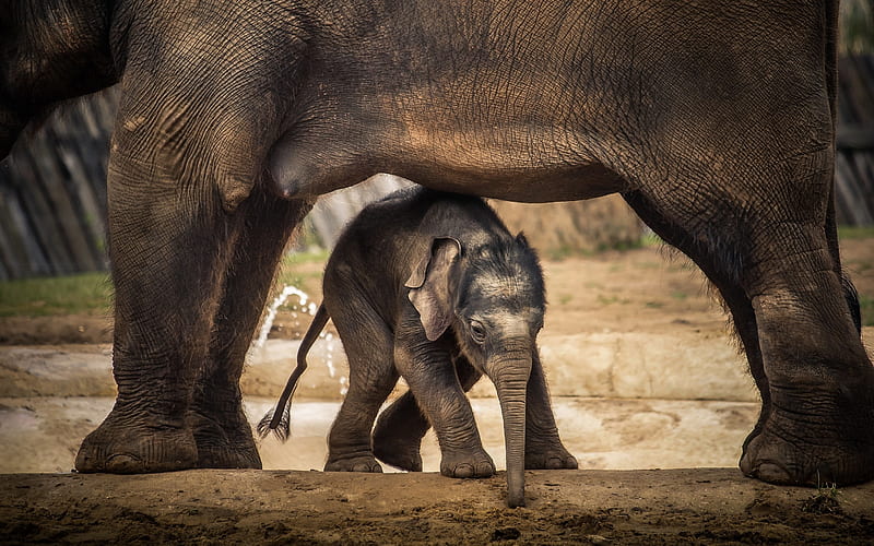 little cute baby elephant, cute animals, little elephant, mom and cub, elephants, HD wallpaper
