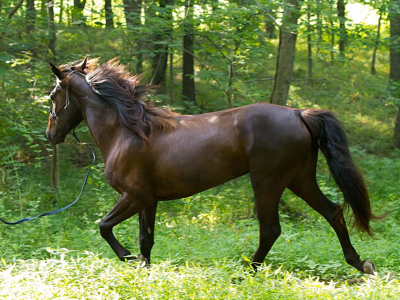 Savannah Trotting, equus, trotting, horse, savannah, HD wallpaper