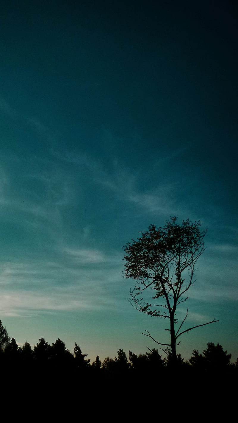 Alone, blue, hungary, minimal, nagykanizsa, nature, tree, wood, HD phone wallpaper