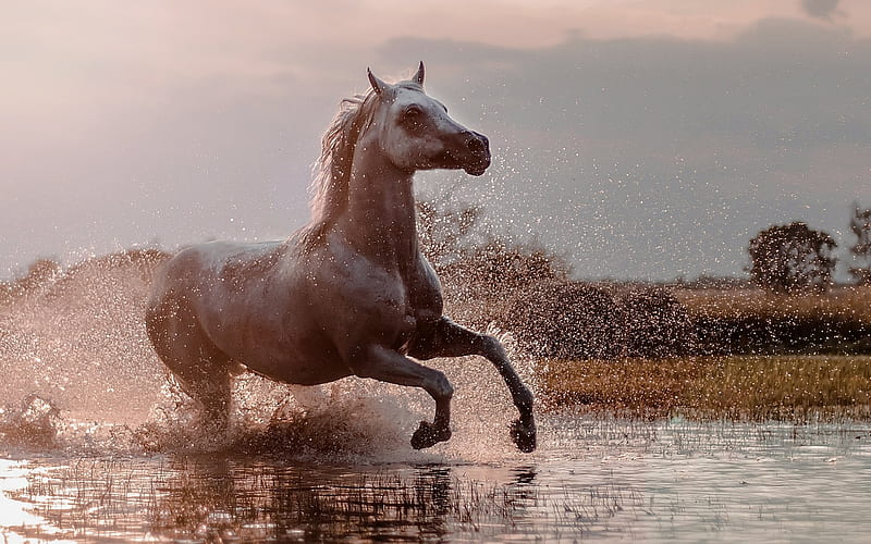 horse, lake, spray, gray horse, HD wallpaper