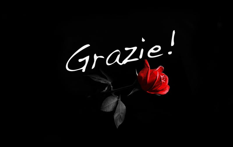 grazie . gracias . thank you . ačiū . ., red rose, red, thank you, rose, grazie, gracias, muchas gracias, HD wallpaper