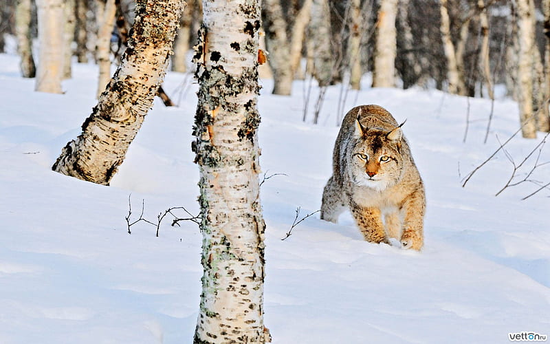 Bobcat, tree, feline, snow, cat, kitten, animal, HD wallpaper