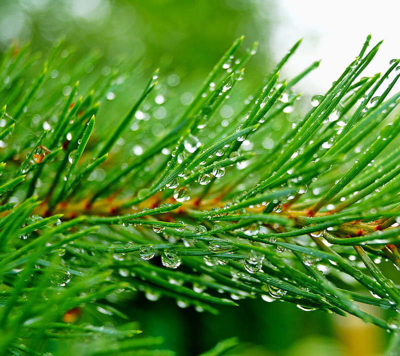 Pine drops, green, nature, HD wallpaper Pine drops, green, nature, HD wallpaper