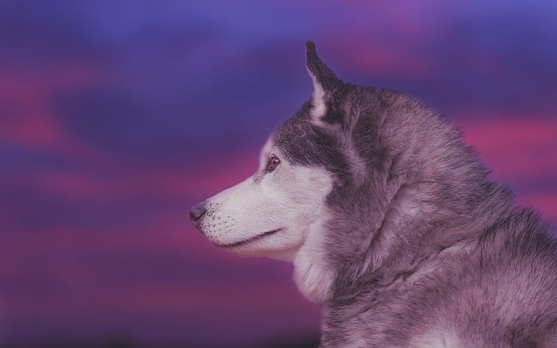 Husky, winter, sunset, Siberian Husky, Russian breeds of dogs, HD wallpaper