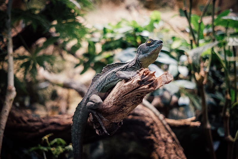 iguana, reptile, animal, branch, HD wallpaper
