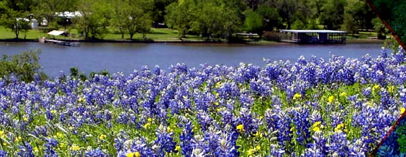 Burnet Bluebonnets Meadow At Lake Texas USA, Meadow, Burnet, Bluebonnets, Texas, USA, Lake, HD wallpaper