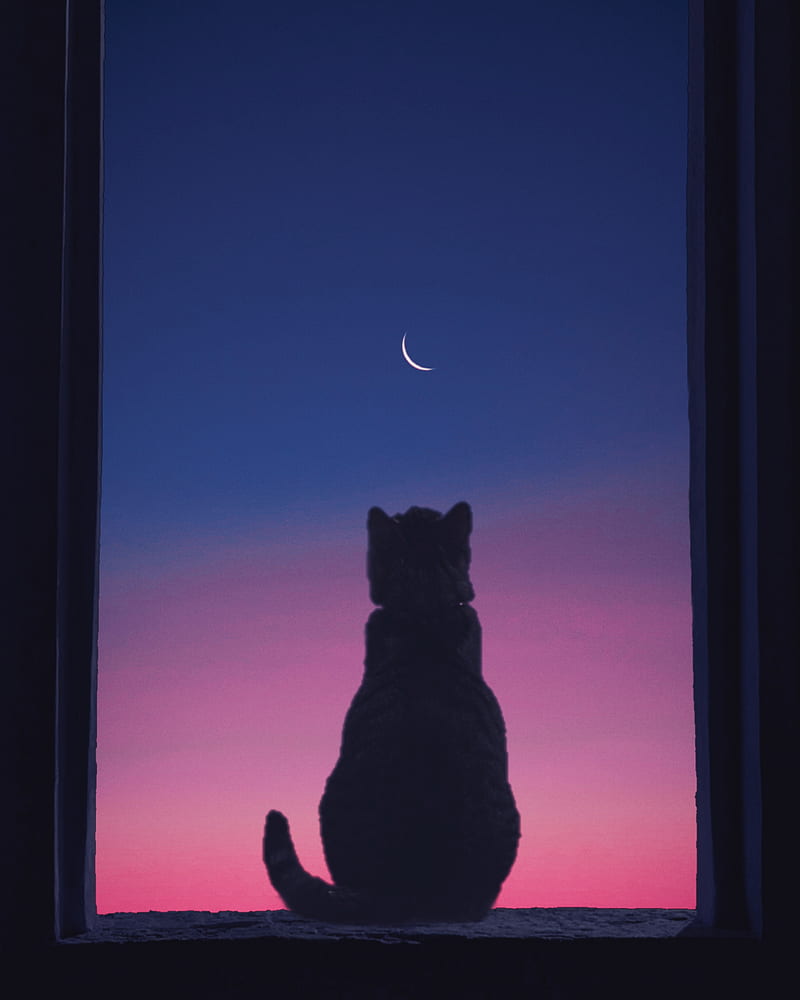 Calm, cats, kitten, cute, cat, night, HD phone wallpaper | Peakpx