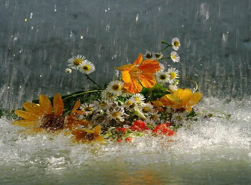 Left in the rain, red, ruined, orange, yellow, drenched, flowers left, rain, white, pouring, HD wallpaper
