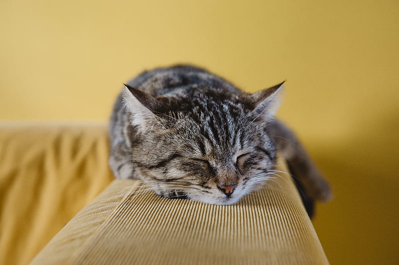 shallow focus graphy of brown tabby kitten on couch, HD wallpaper
