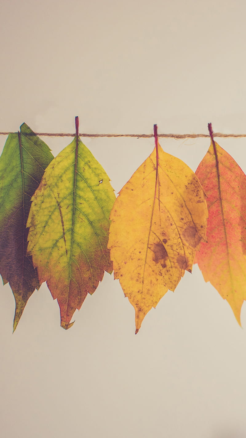 Turning Leaves, fall, green, orange, red, yellow, HD phone wallpaper