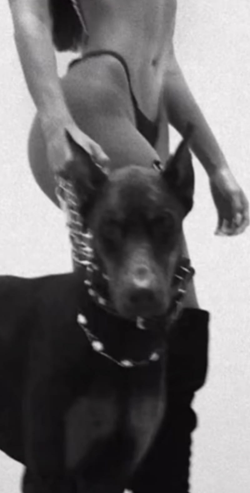 Doberman, dog, HD phone wallpaper