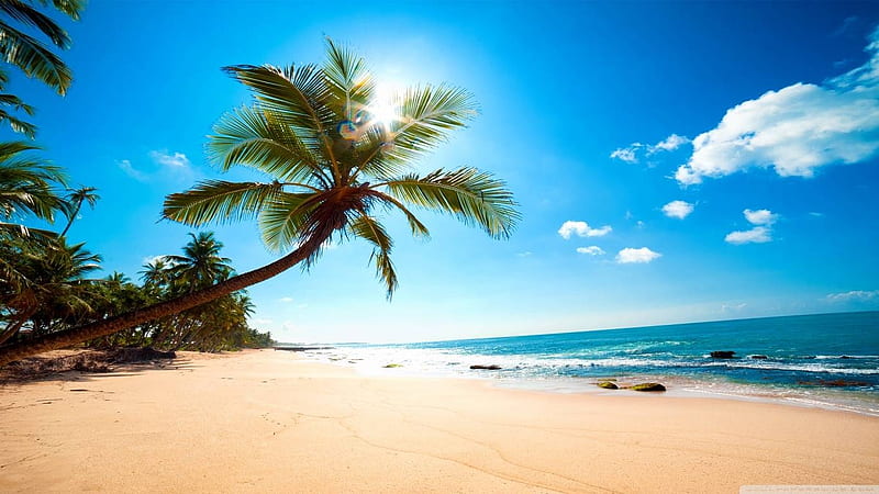 Sunny Beach, beach, sand, sun, nature, palm, trees, clouds, sea, HD wallpaper