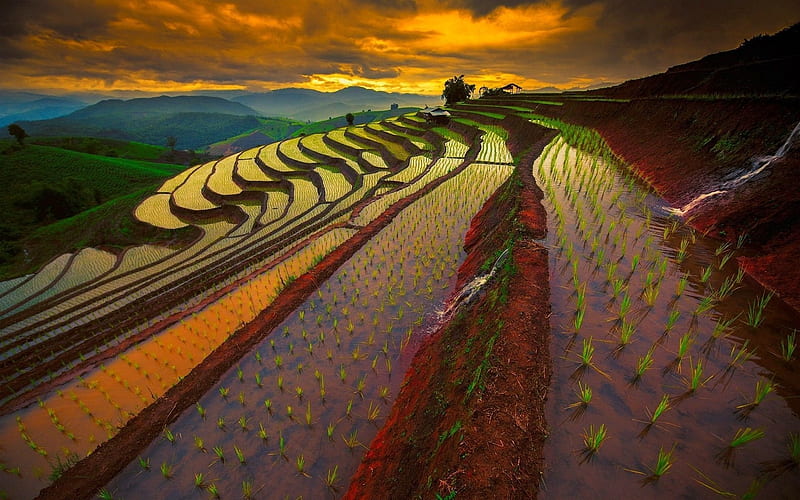 rice field, sunset, thailand, HD wallpaper