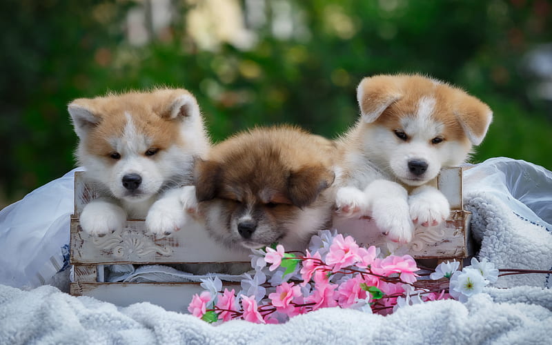 Akita Inu, puppies, pets, cute animals, dogs, puppy, Akita Inu Dogs, HD wallpaper