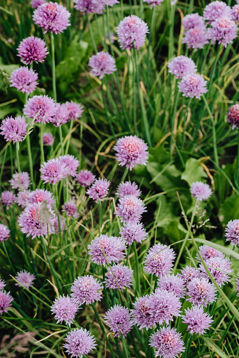 Purple Flowers in Tilt Shift Lens, HD phone wallpaper