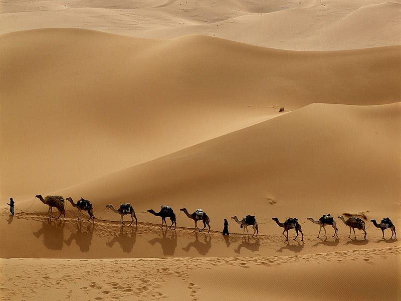 Caminho dos camelos, deserto, camelos, pessoas, dunas, HD wallpaper