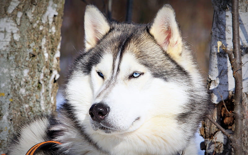 Blue Eyed Husky, snow, nature, pup, pets, eyes, fur, dog, husky, HD wallpaper