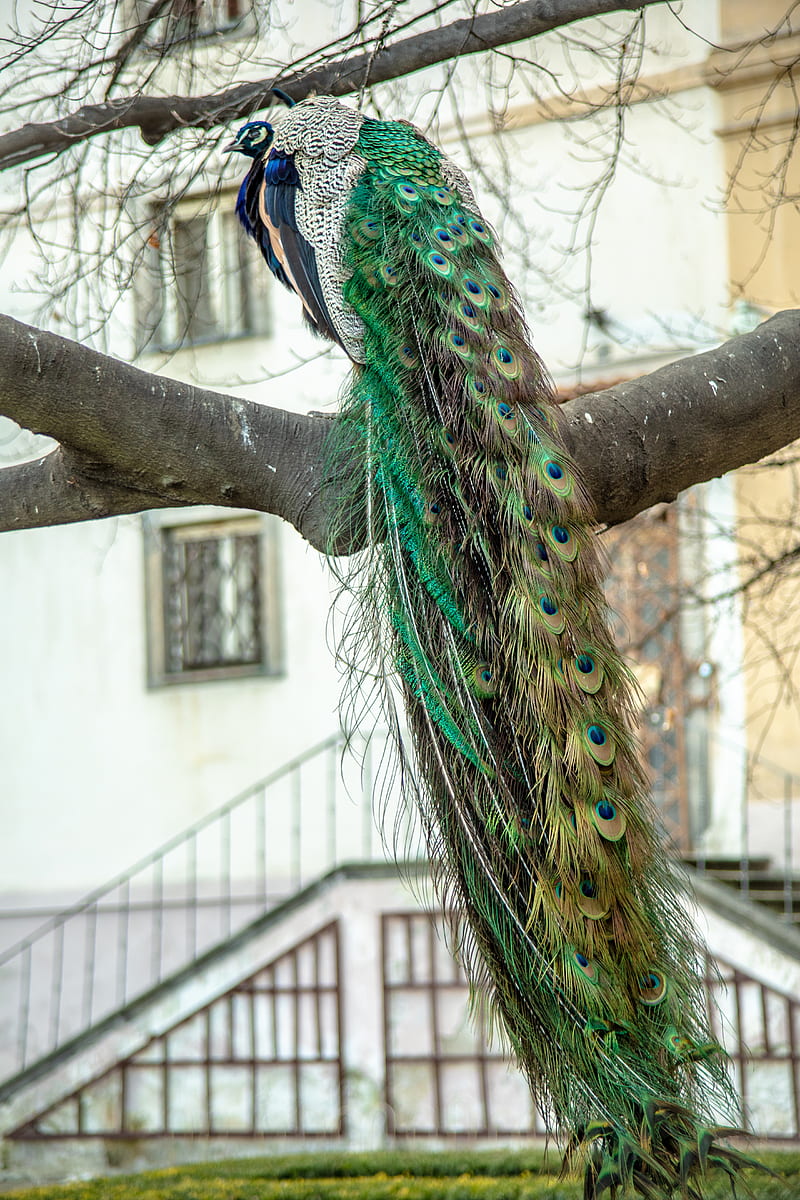 Peacock in Prague, bonito, bird, color, europe, feathers, fly, love, peacocks, real, HD phone wallpaper