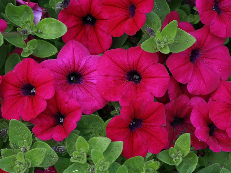 Petunia, pink flower, pink flowers, flower, flowers, nature, pink, pink