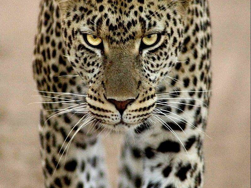 catwalk, leopard, look, bonito, cat, HD wallpaper