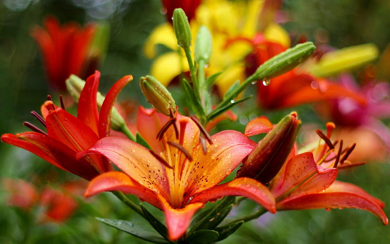 Drops on Lilies, orange, macro, flowers, lilies, garden, nature, drops, HD wallpaper
