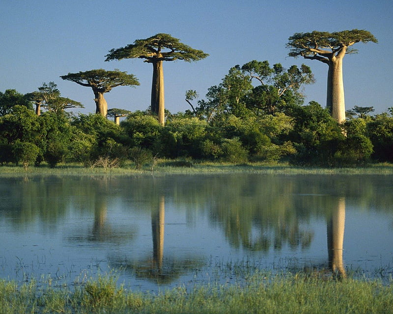 Baobab Trees Reflected in Wetlands - Madagascar, tree, baobab, madagascar, baobab trees, wetlands, trees, HD wallpaper
