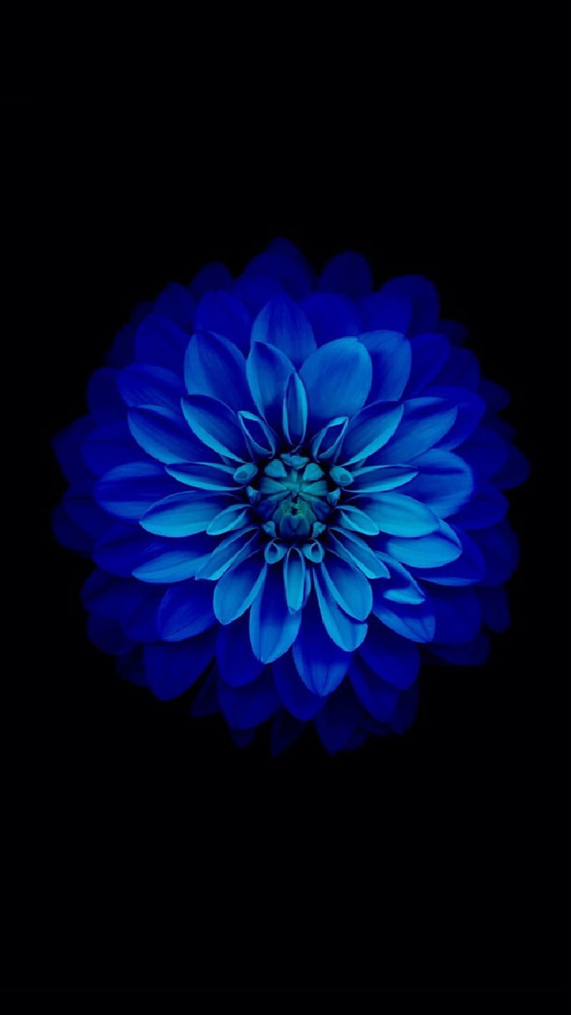 Dark blu, blue, flower, zinnia, bloom, black, abstract, lotus, flowers, HD phone wallpaper
