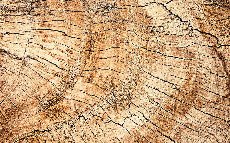 cracked wood texture, macro, wooden background, wooden textures, brown background, light wood, brown wooden texture, HD wallpaper
