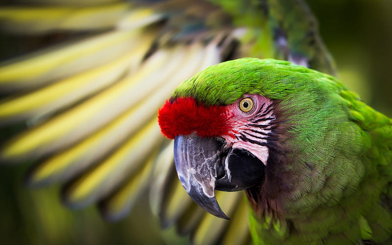 Great green macaw, bokeh, great military macaw, green macaw, beautiful green bird, exotic birds, macaw, parrots, green parrot, HD wallpaper