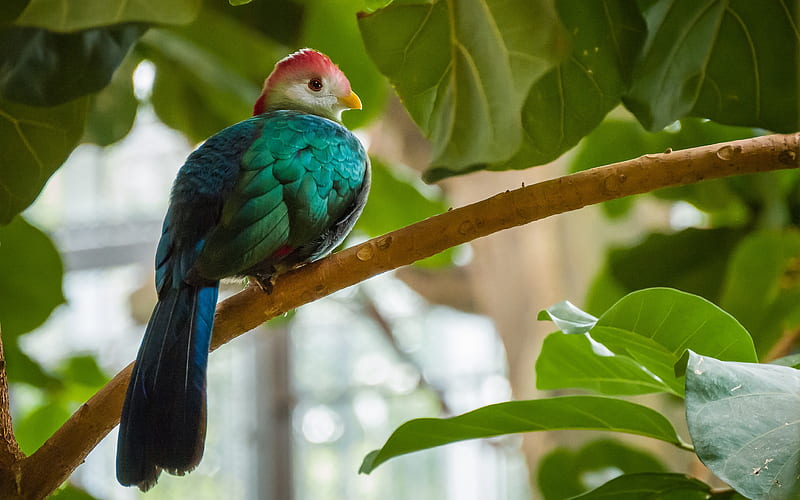 Red Crested Turaco, bird, plant, animal, HD wallpaper
