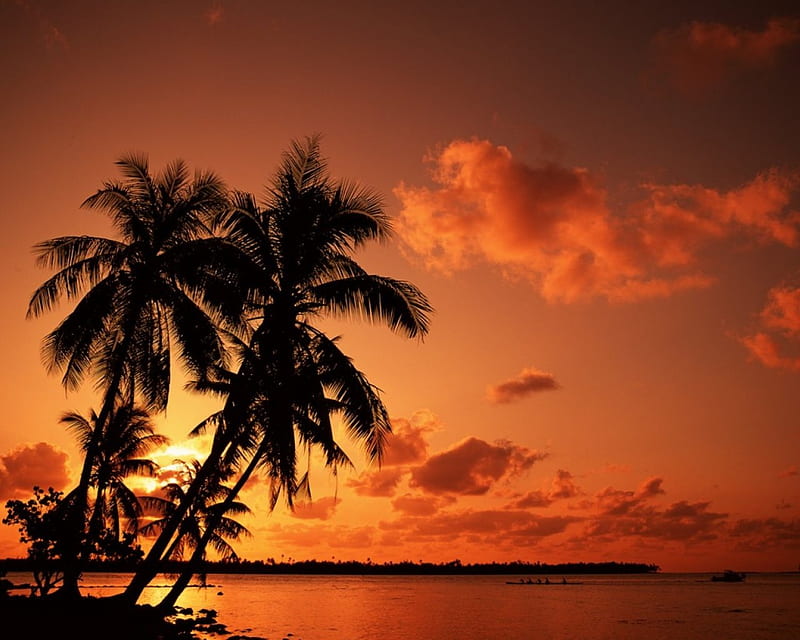 POR DO SOL, sol, nature, palmeiras, nuvens, HD wallpaper