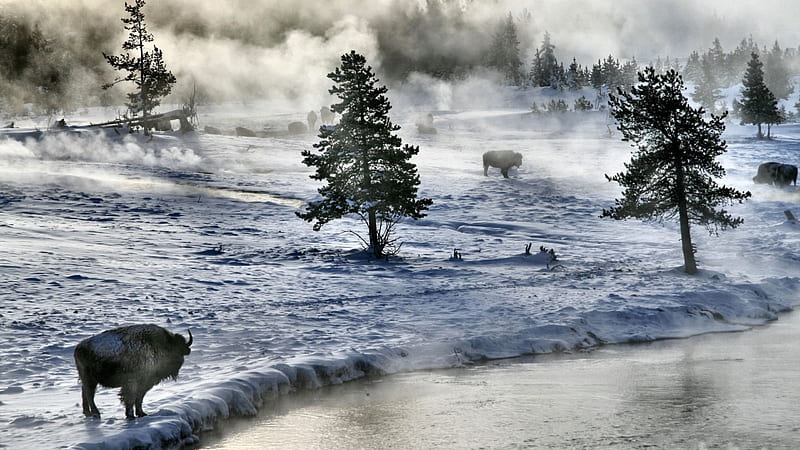 Yellowstone Bison, USA, National Park, bonito, winter, graphy, Wyoming, snow, wide screen, four seasons, nature, Yellowstone, scenery, landscape, HD wallpaper