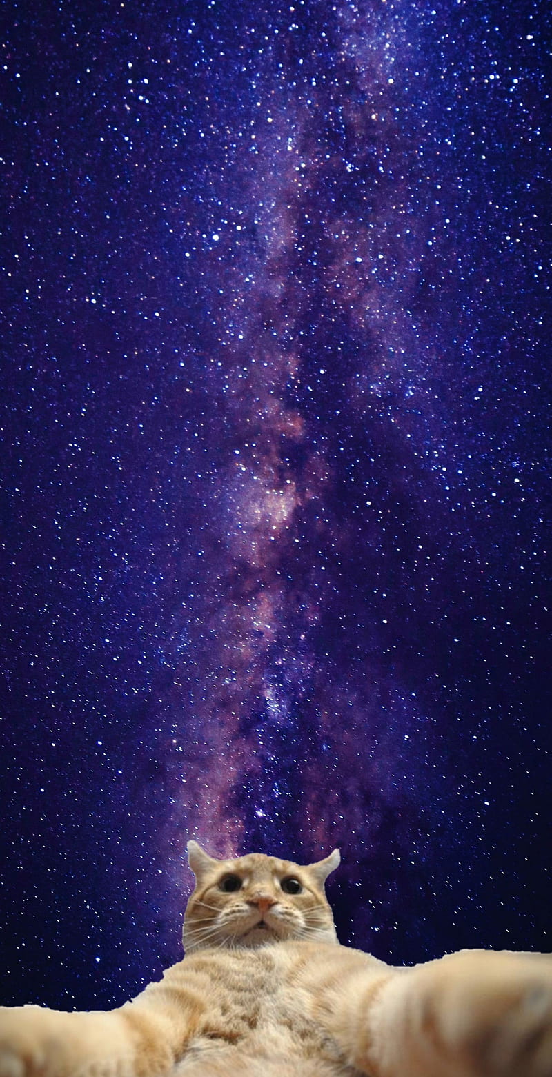 Space Cat, galaxy, landscapes, meme, purple, sky, starlight, stars, universe, HD phone wallpaper