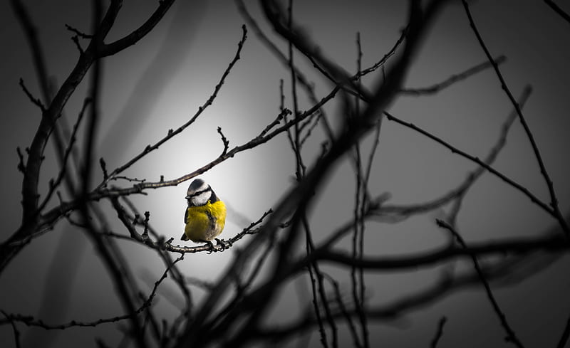 Little Yellow Bird , birds, HD wallpaper