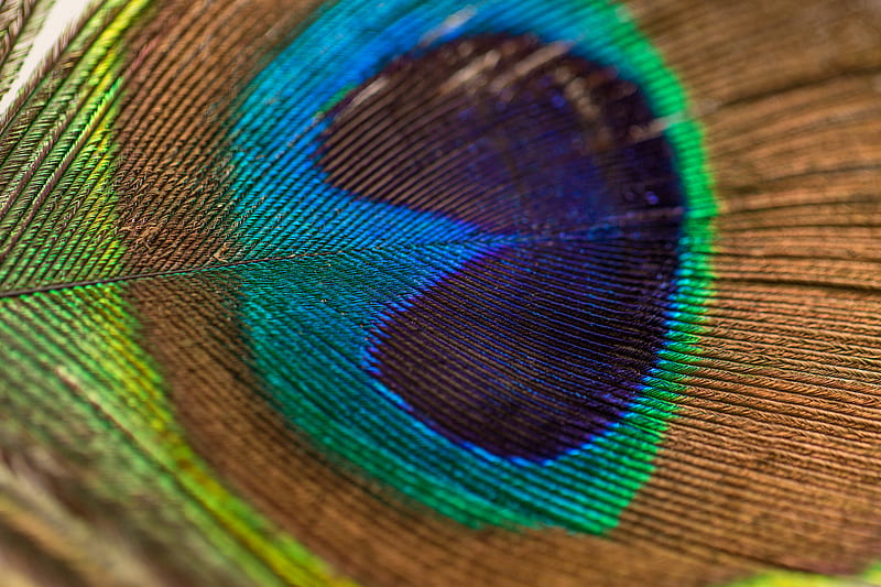 Graphy of peacock feather, HD wallpaper | Peakpx