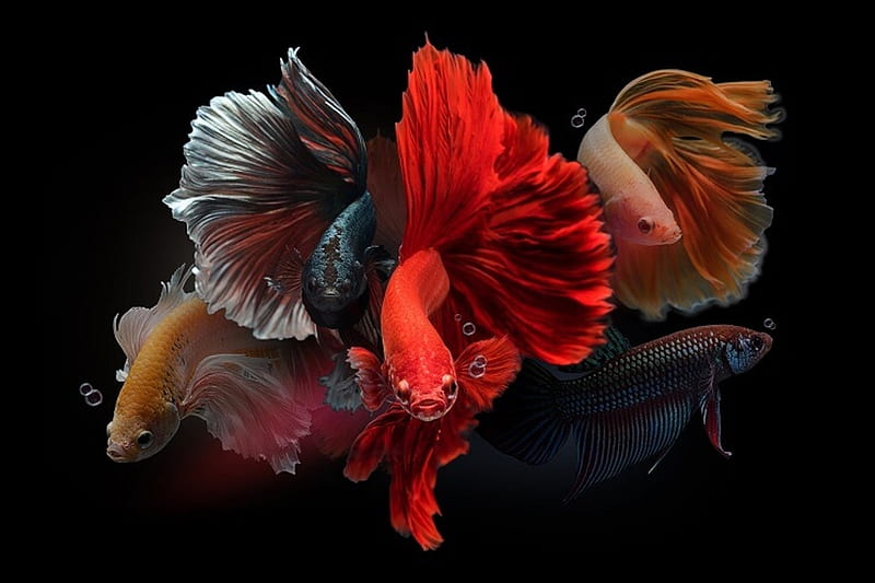 Male Betta Fish, Fish, Betta, Aquarium, Male, HD wallpaper