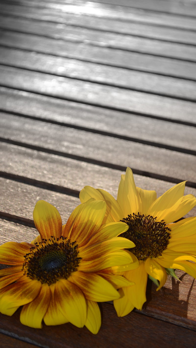 Sunflowers on Wood, bonito, flower, flowers, pretty, sun, sunflower, wood, HD phone wallpaper