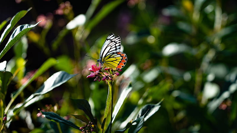 butterfly, wings, flower, macro, HD wallpaper