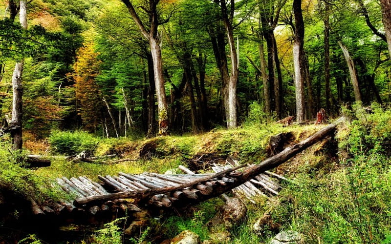 broken log footbridge, forest, stream, stones, bridge, broken, logs, HD wallpaper