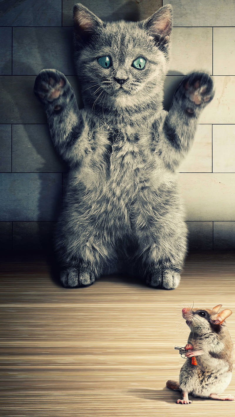 hands up, animal, cat, comedy, floor, funny, mouse, pet, wall, wood, HD phone wallpaper