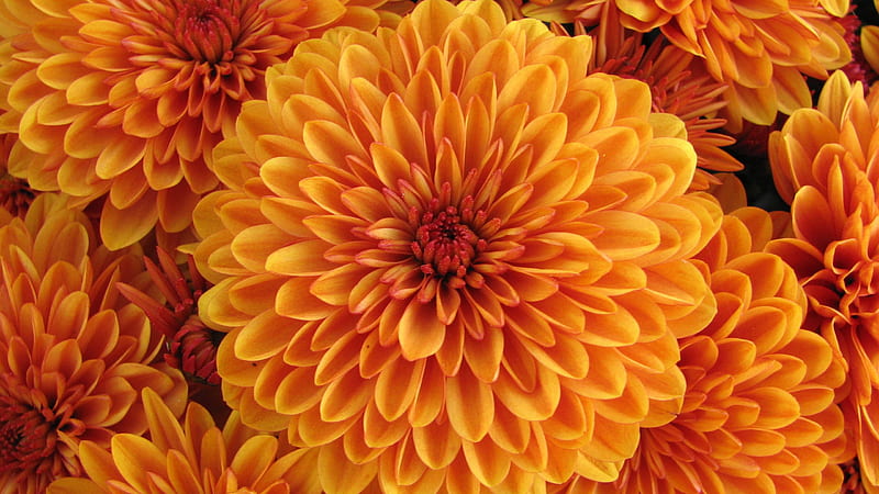 Orange Dahlia Flowers Flowers, HD wallpaper