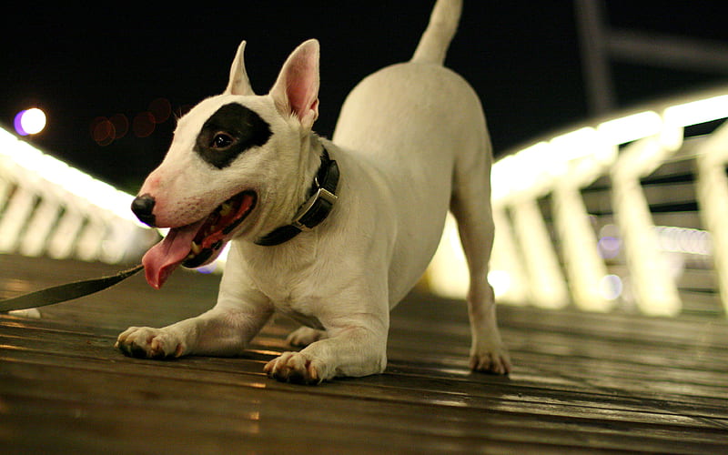 Bull Terrier, 4к, white puppy, pets, fighting dog, HD wallpaper